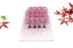 cherry-blossom-street-pop-up-card-02