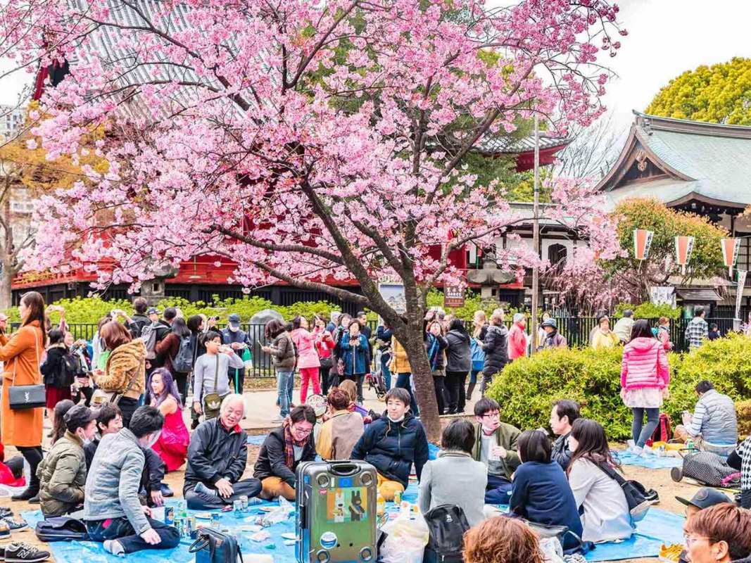 hanami-festival-japan