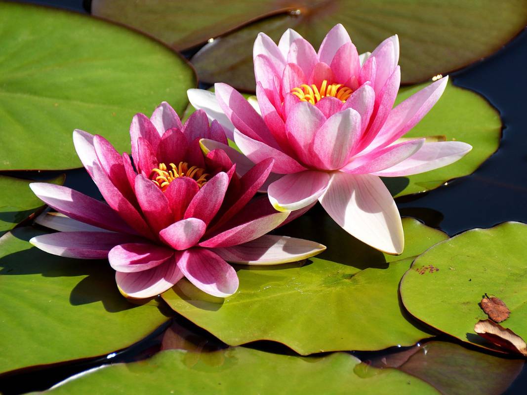 lotus-flowers-culture-feature