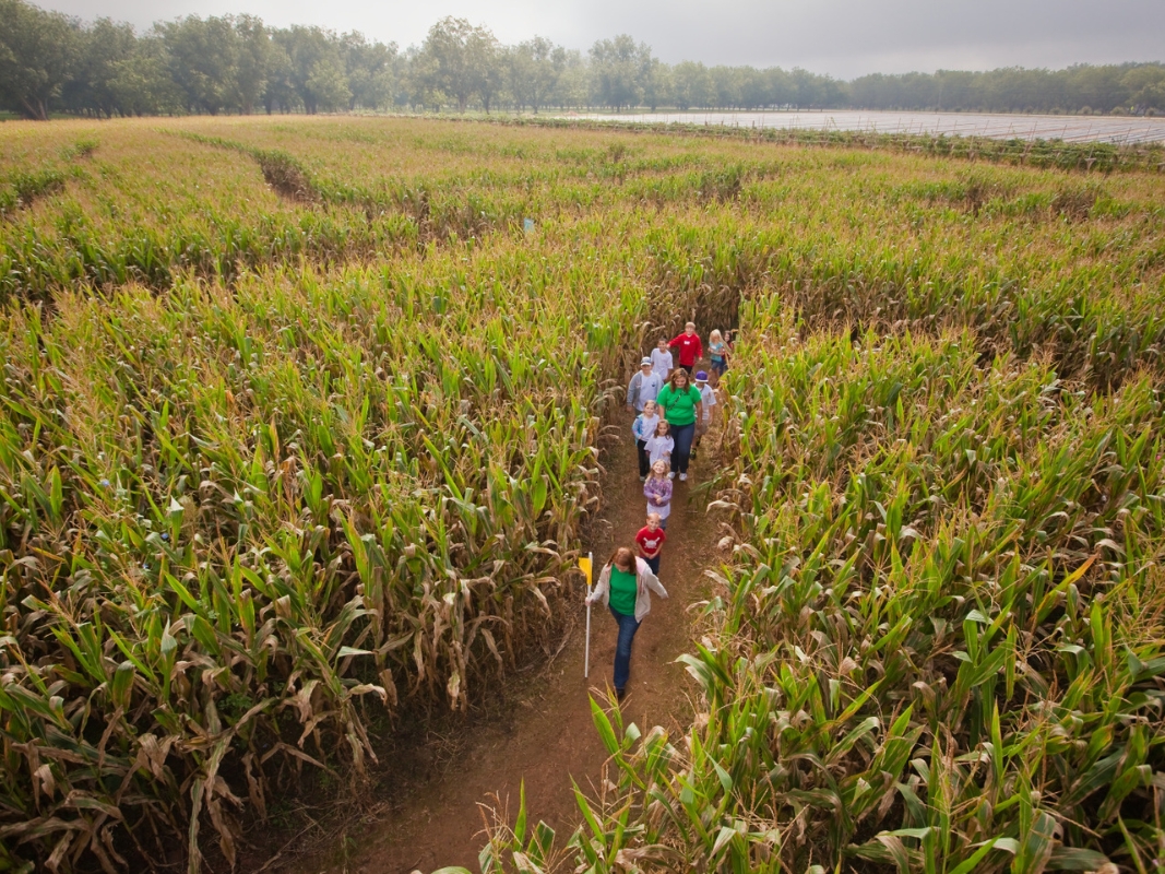 Halloween-traditions-exploring-corn-mazes