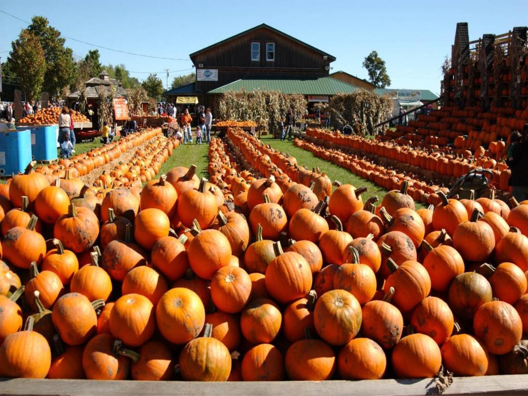 Halloween-traditions-visiting-pumpkin-patches