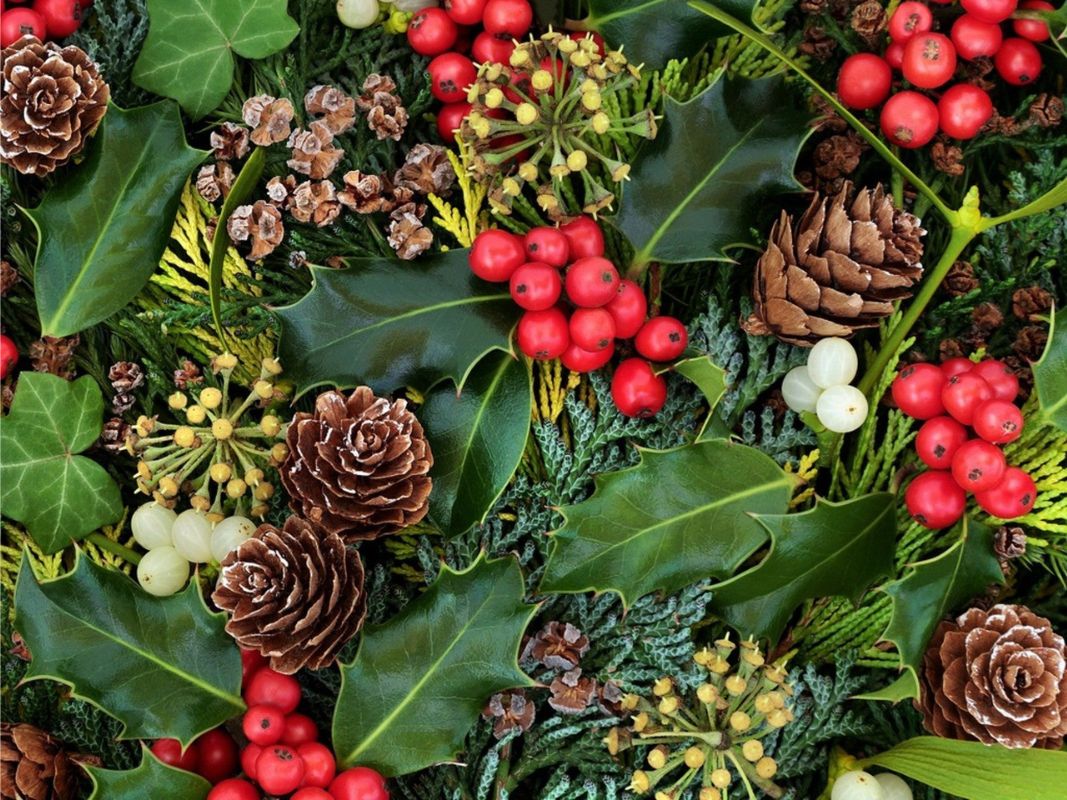 christmas-symbols-holly-and-ivy