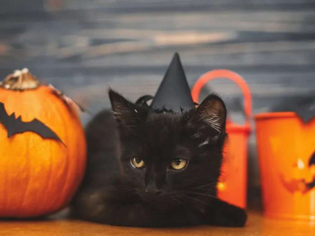 halloween-symbols-black-cats