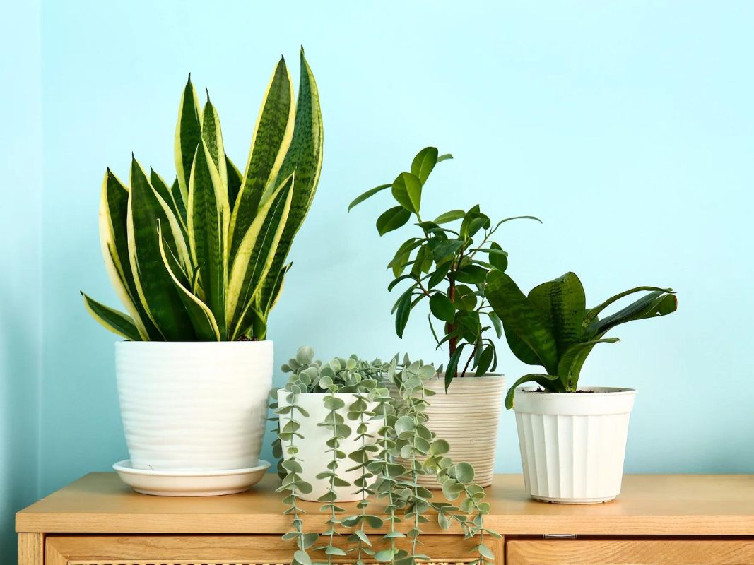 housewarming-gifts-house-plants